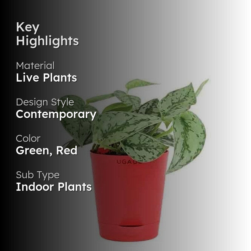 Ugaoo Satin Silver Splash Plant media 2