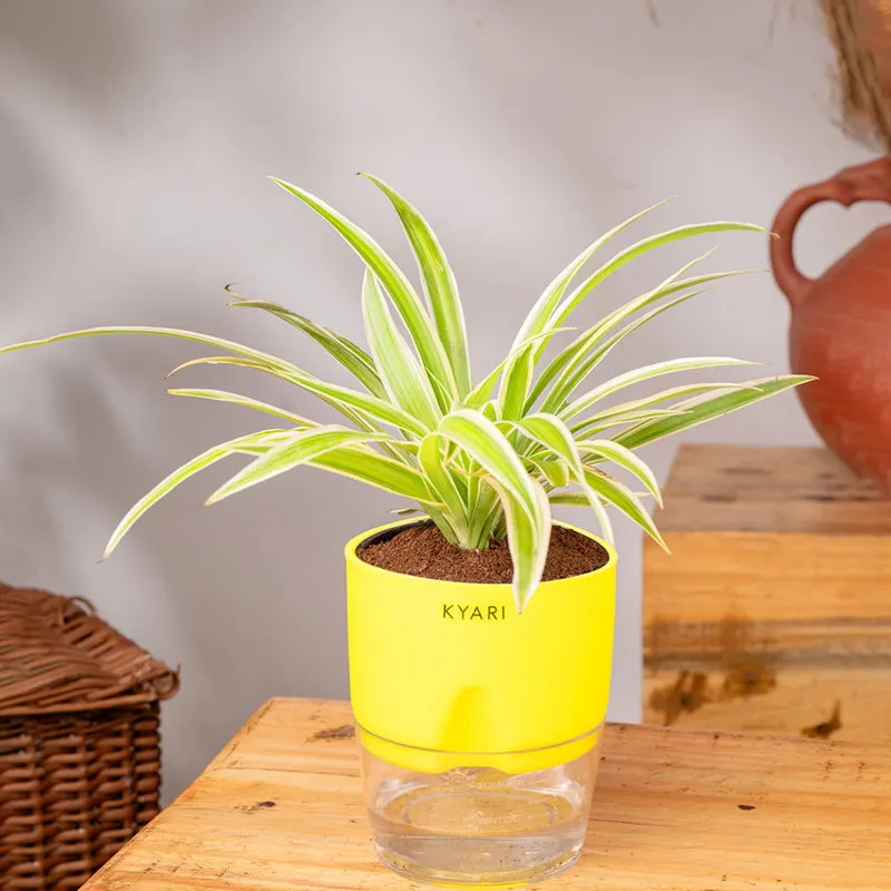 Kyari Spider Plant With Self Watering Pot media 4