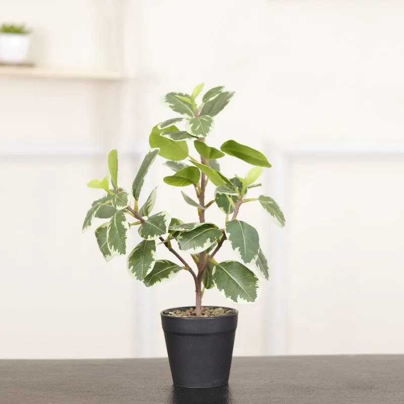 Artificial Green Quercus Leaf Small Plant With Black Fiber Pot - 1 Feet media 3