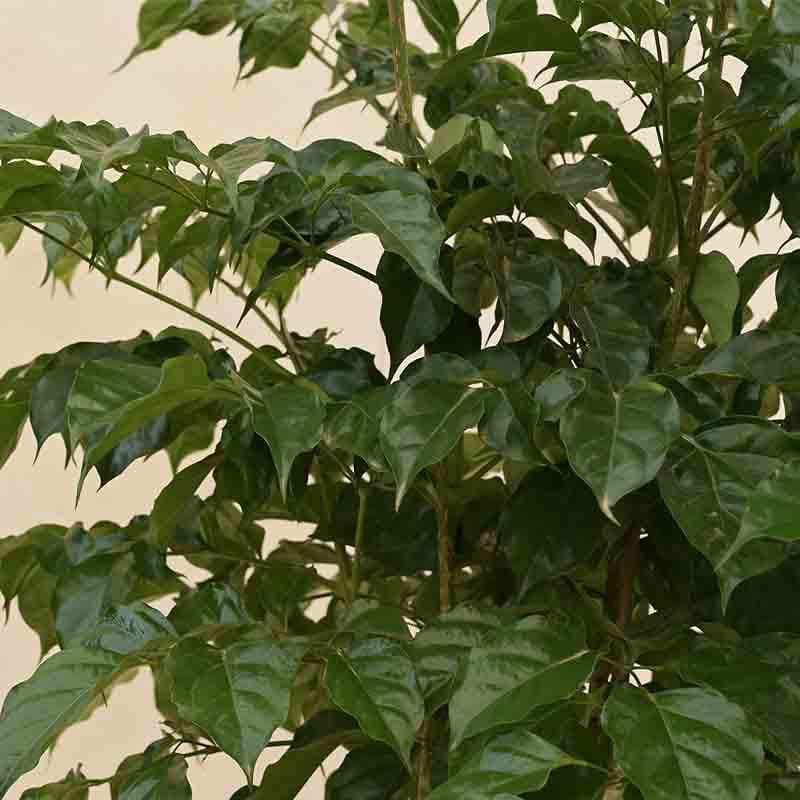 Ugaoo The China Doll Plant - 3.7 ft media 4