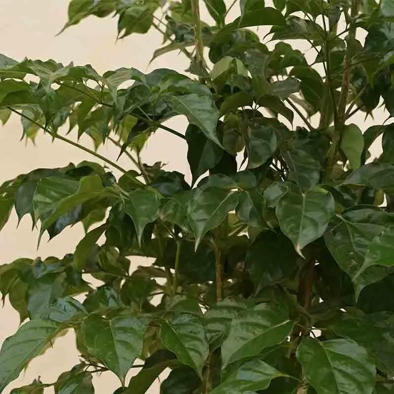 Ugaoo The China Doll Plant - 3.7 ft media 4