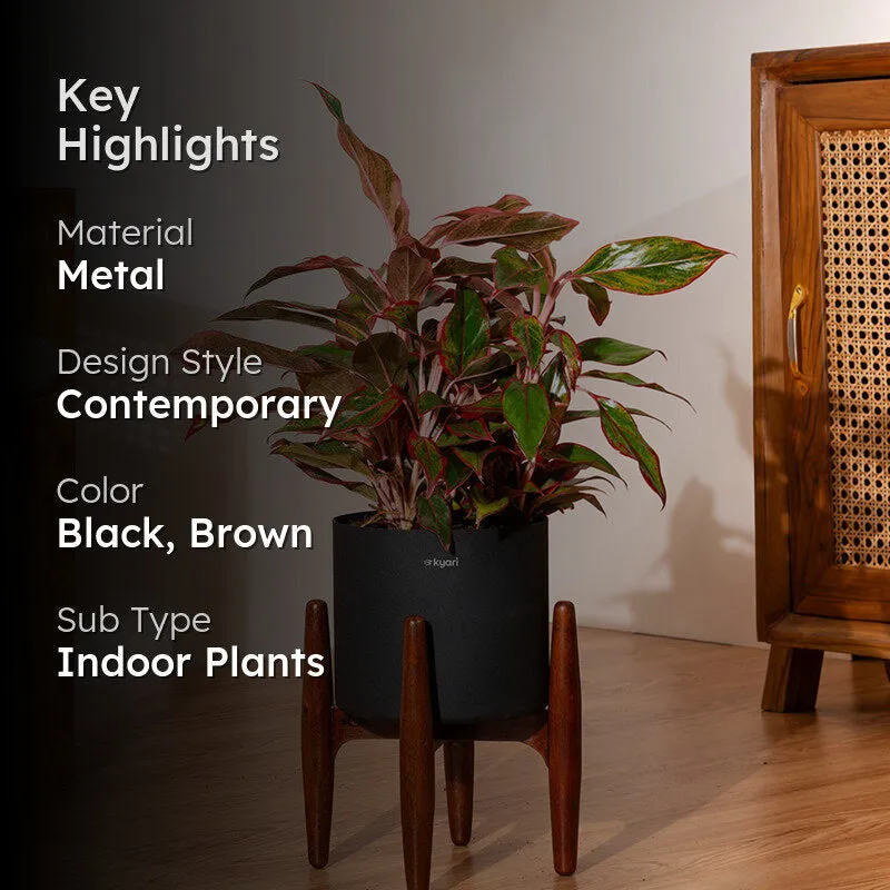 Kyari Agalonema Lipstick Plant With Metal Self Watering Pot (Black) - 1. 6 Feet media 2