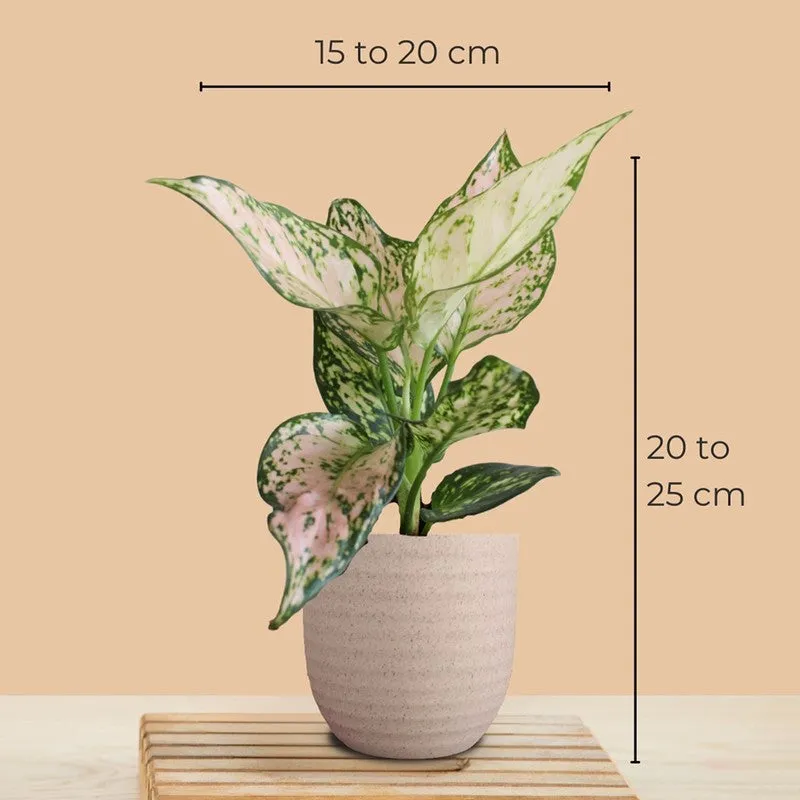 Greenkin Aglaonema Wishes & Birkin Live Plants (Ivory) - Set Of Two media 9