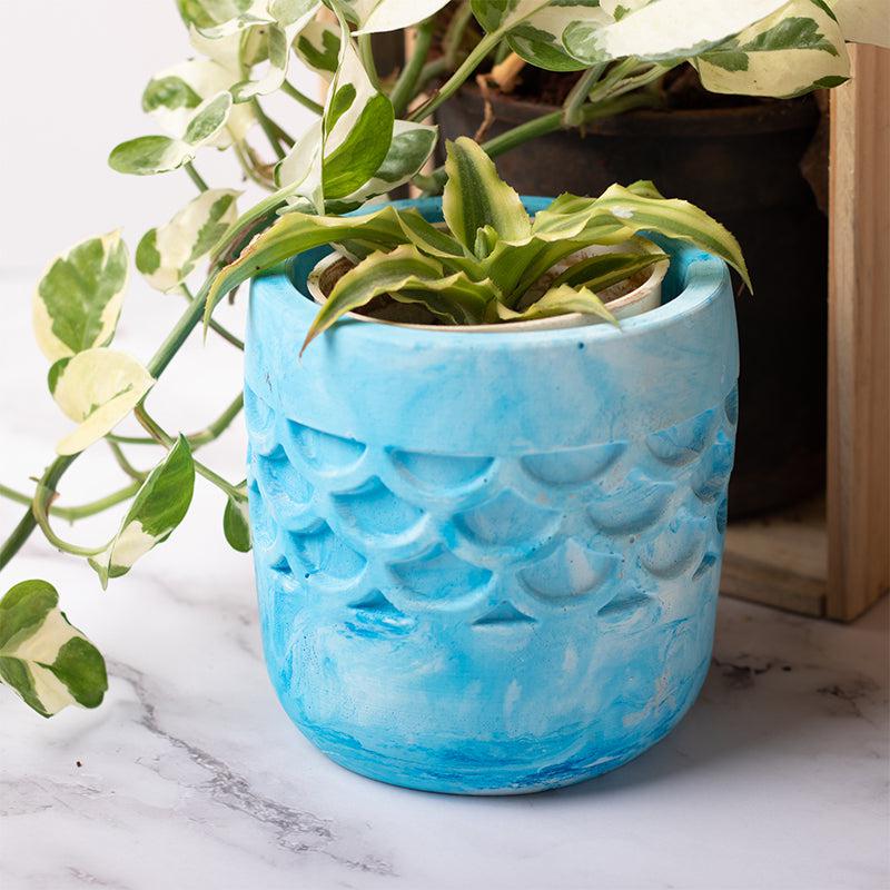 Russo Roho Planter media 2