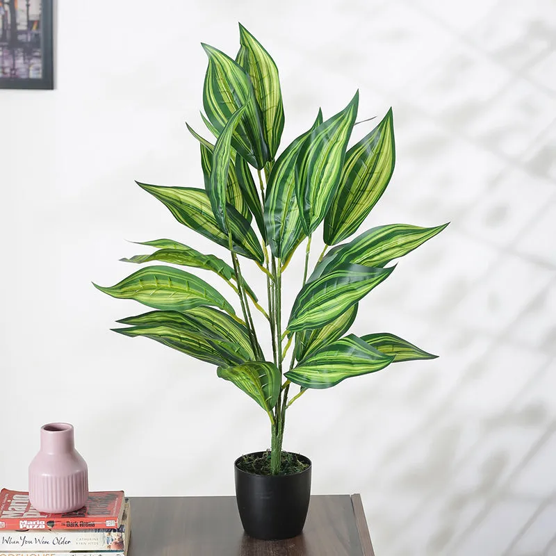 Faux Norma Corton Plant With Black Plastic Pot - 2.2 Feet media 3