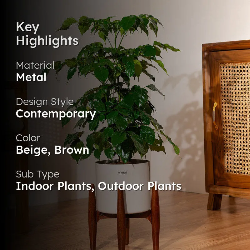 Kyari China Doll Plant With Metal Pot (Beige) - 2.5 Feet media 2