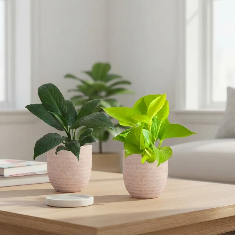 Greenkin Lily & Golden Pothos Live Plants (Ivory) - Set Of Two media 1