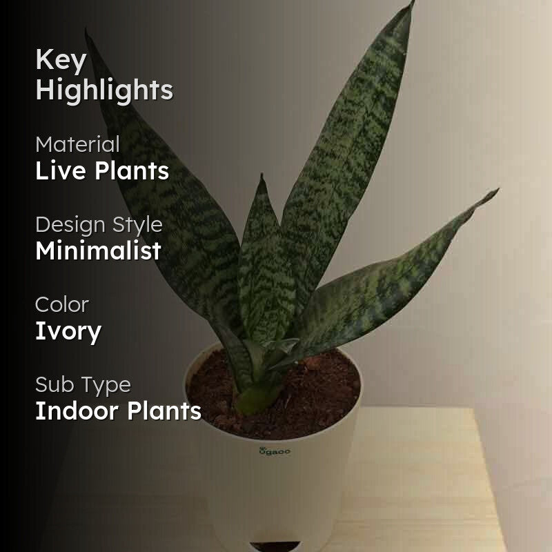 Ugaoo Sansevieria Superba Green - Snake Plant media 2