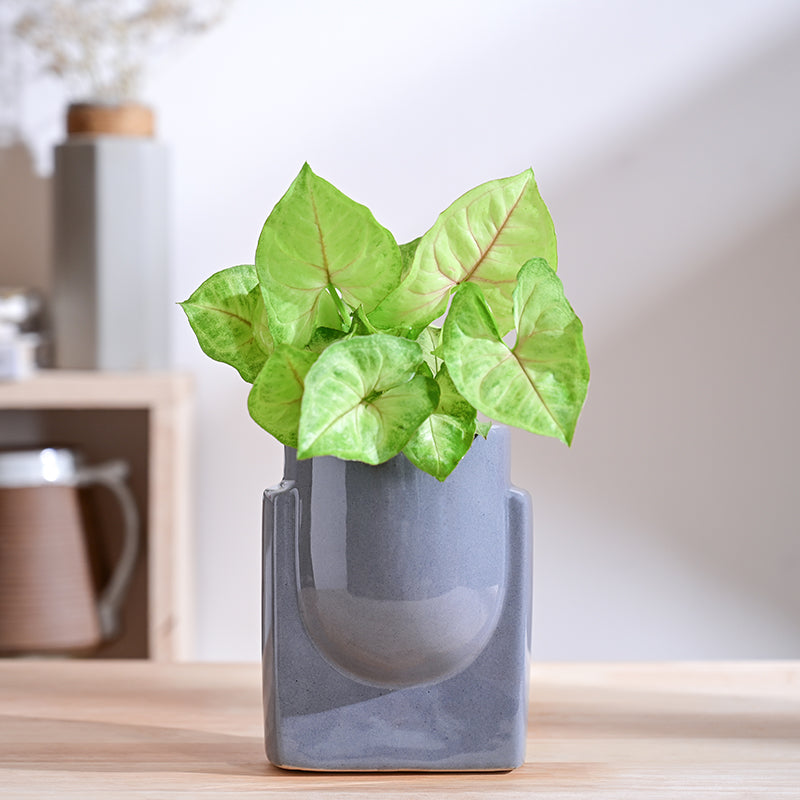 Ugaoo Minimalica Ceramic Planter - Grey media 2