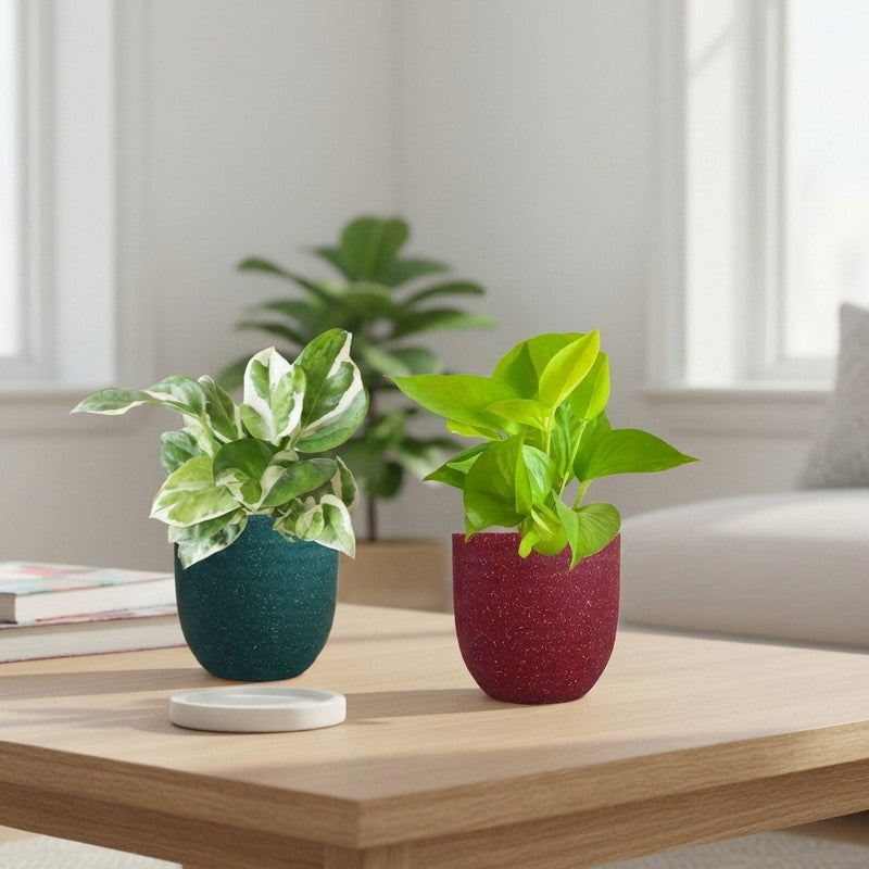 Greenkin Bathroom Live Plants - Set Of Two