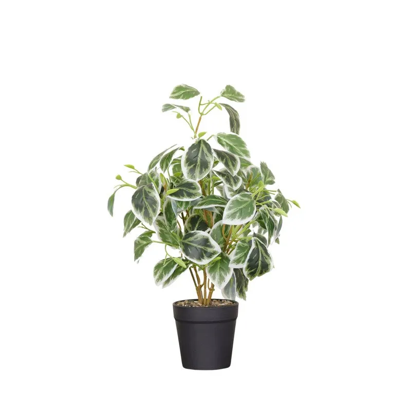 Artificial Pearls & Jade Pothos Plant With Black Fiber Pot - 1 Feet media 4