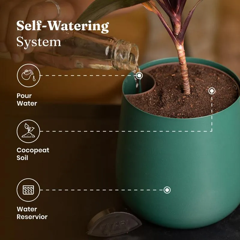 Kyari Monstera Adansonii With Metal Self Watering Pot - Green media 6
