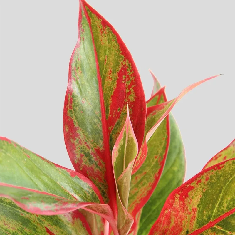 Greenkin Aglaonema Red Lipstick Live Plant - Ivory media 5