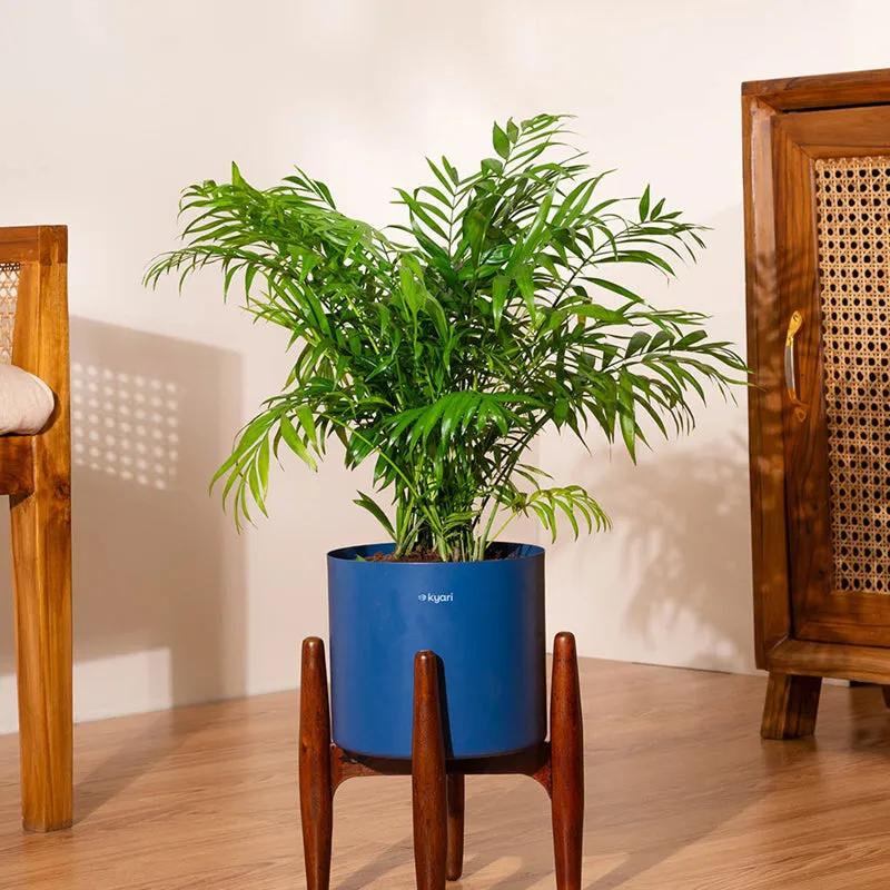 Kyari Areca Palm With Metal Self Watering Pot (Blue) - 2.5 Feet media 1