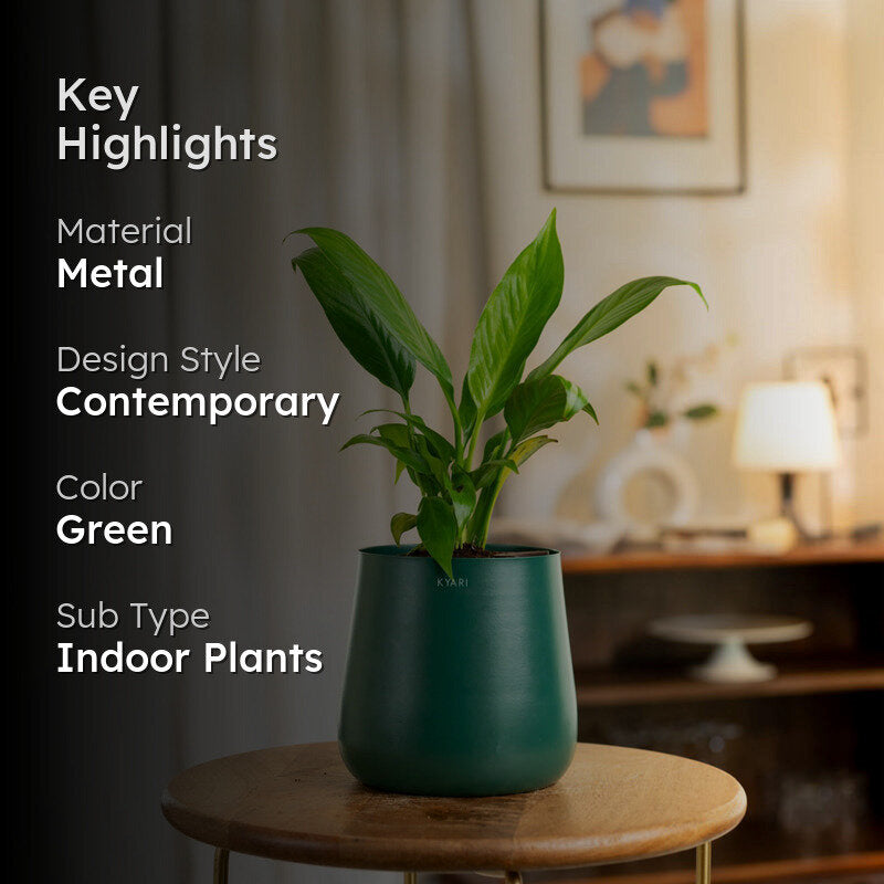 Kyari Spathiphyllum With Metal Self Watering Pot - Green media 2