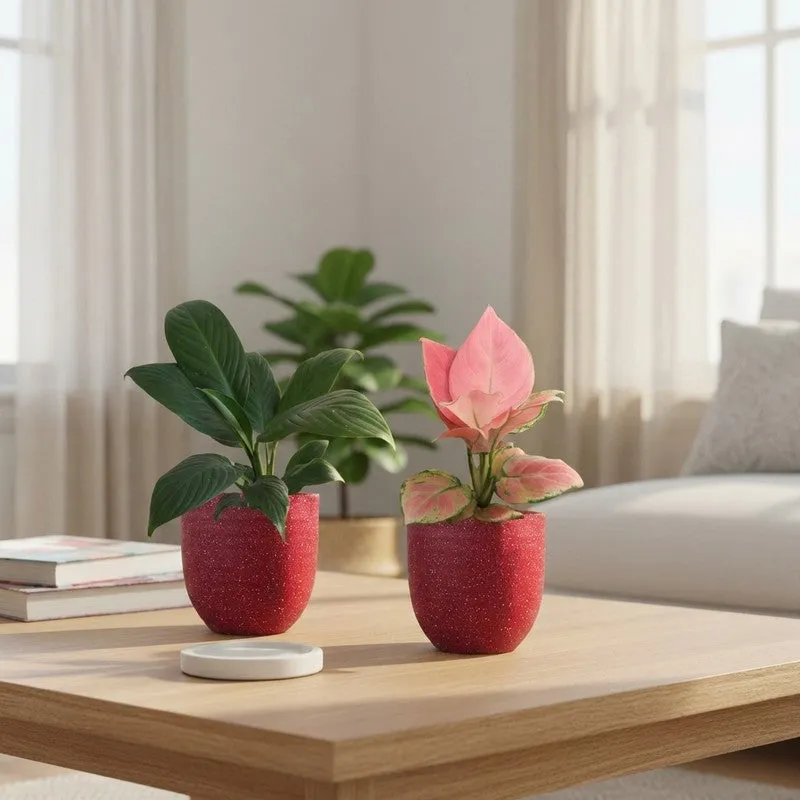 Greenkin Aglaonema & Lily Live Plants (Red) - Set Of Two media 1