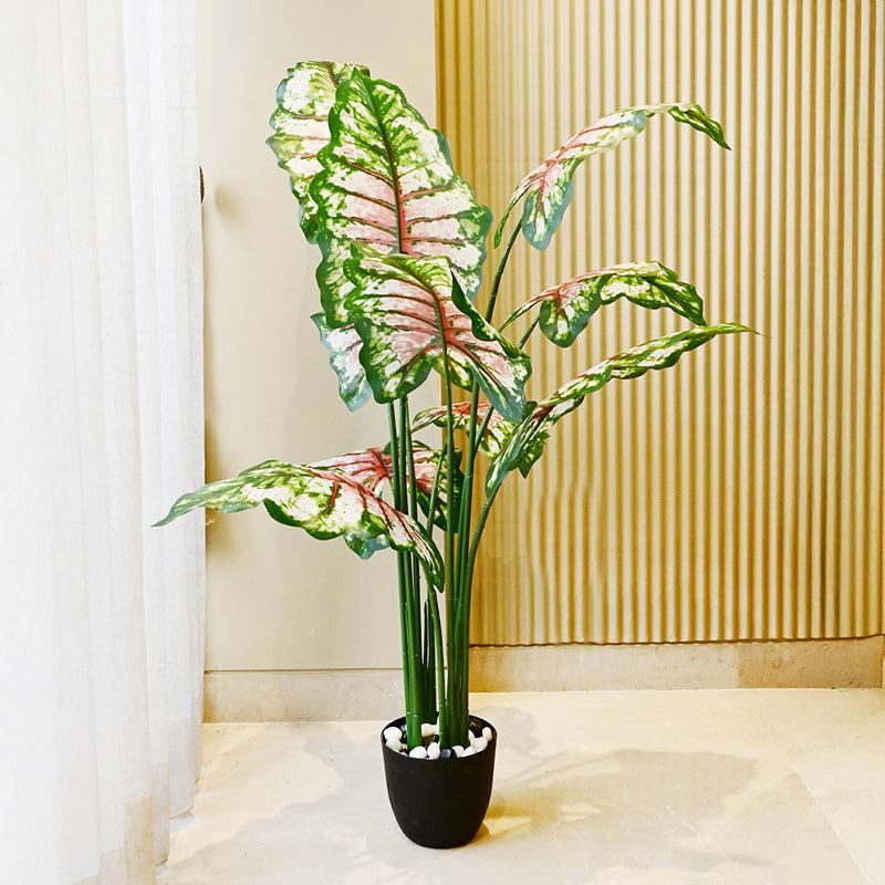 Calatrop Artificial Tropical Caladium With Basic Black Plastic Pot - 150 cm (5 ft) media 8