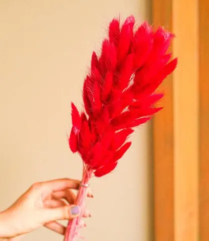 Dried Flowers & Leaves