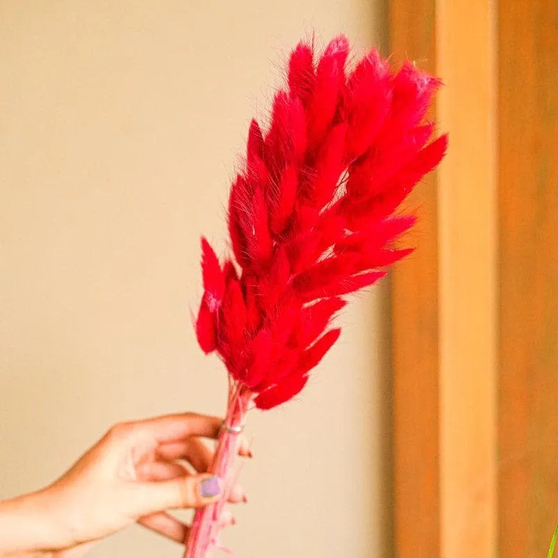 Naturally Dried Bunny Tail Stems (Red) - Set Of Fifty media 1