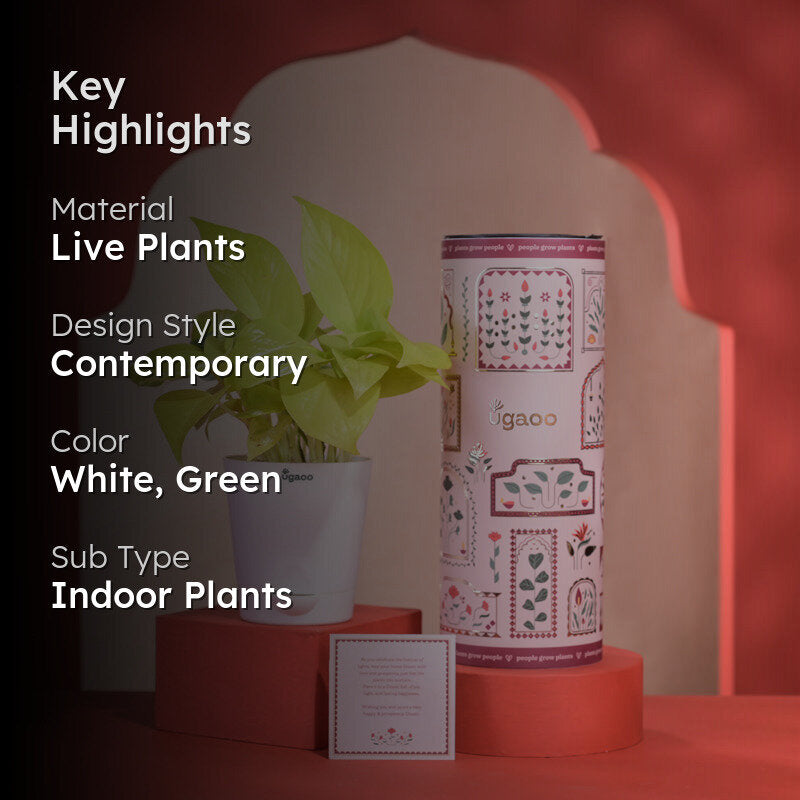 Golden Money Plant With Self Watering Pot Diwali Gift media 2