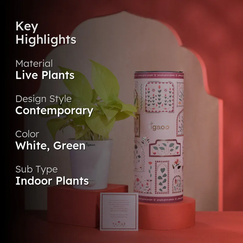 Golden Money Plant With Self Watering Pot Diwali Gift media 2