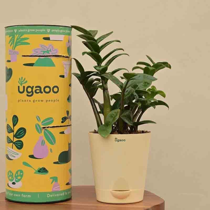 Live Plants