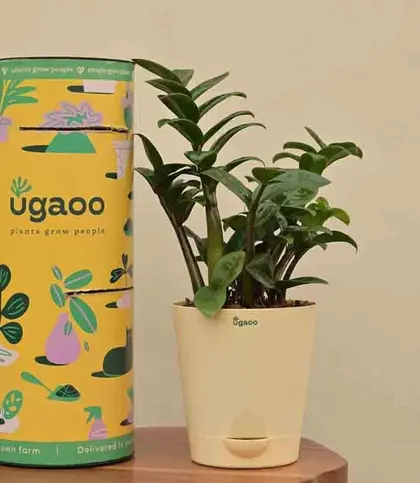 Live Plants