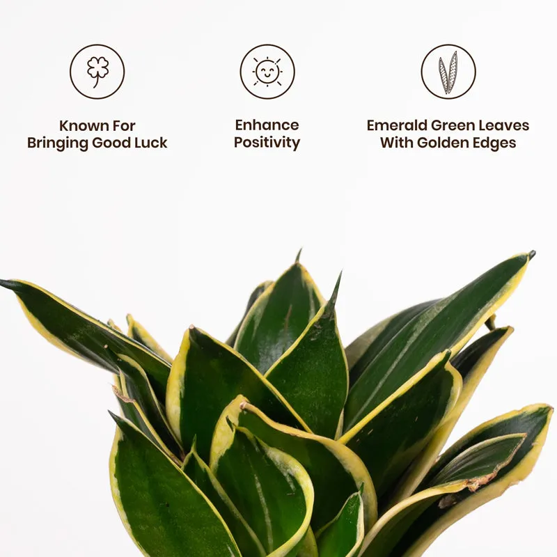 Kyari Golden Hahnii Snake Plant With Metal Self Watering Pot - Yellow media 3