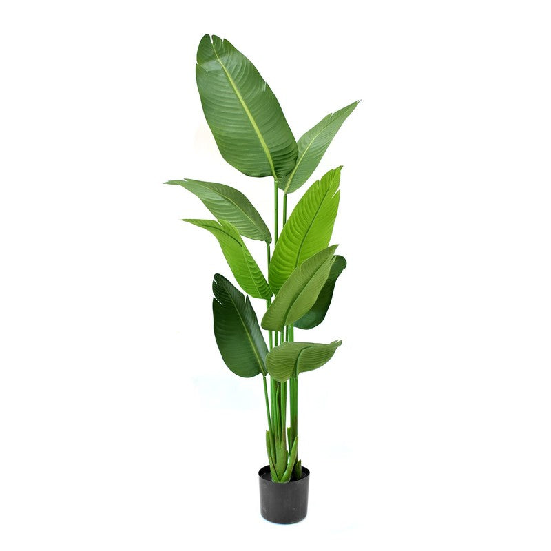 Floris Artificial Banana Plant With Black Plastic Pot - 5.1 Feet media 6