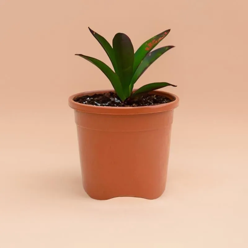 Brown plastic pot holding a leafy green plant against a peach background