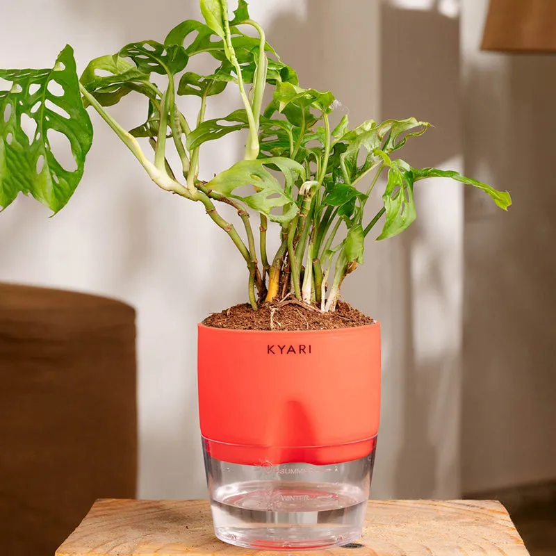 Kyari Philodendron/Broken Heart Plant With Self Watering Pot (Red) - 18 cm media 1