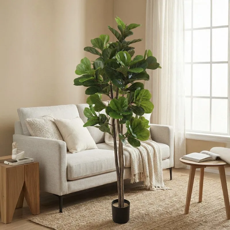 Tropella Fiddle Fig Plant Wit Pot - 5.9 ft media 2