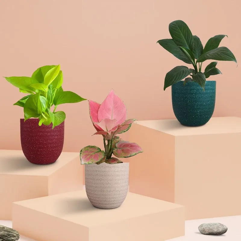 Greenkin Bedroom Live Plants - Set Of Three media 3