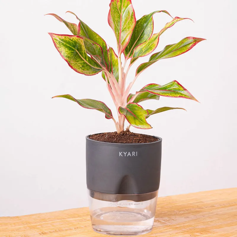 Kyari Aglonema Lipstick With Self Watering Pot - Grey media 6