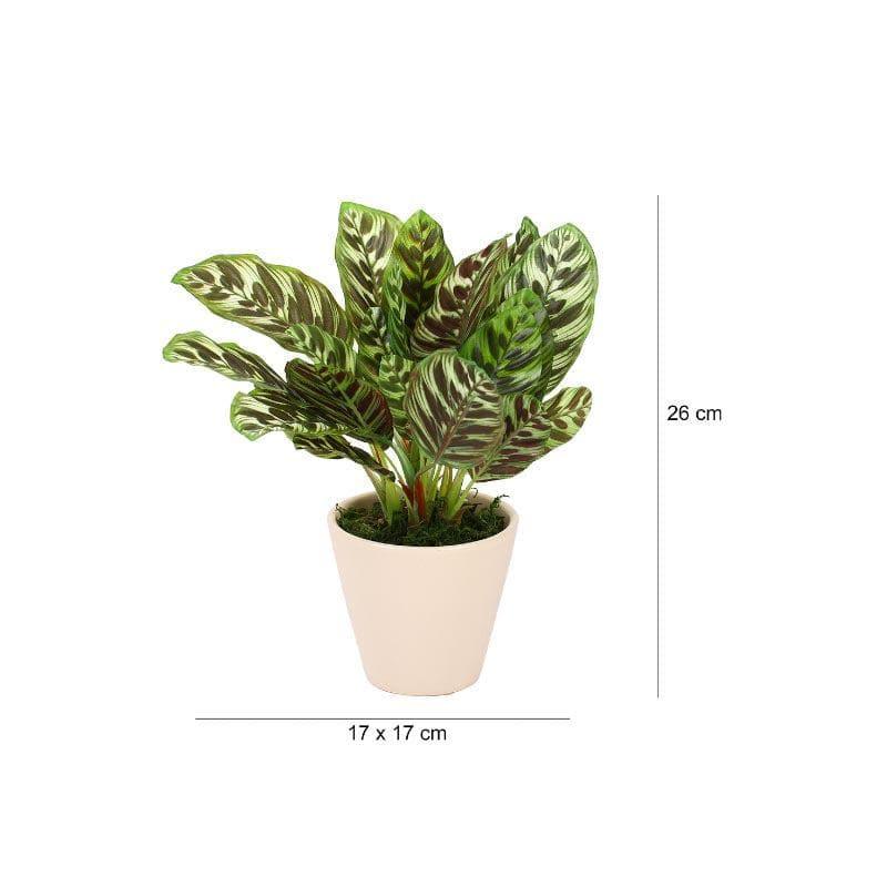 Faux Dieffenbachia Bonsai In Ceramic Pot (26 cms) - Brown Green media 4