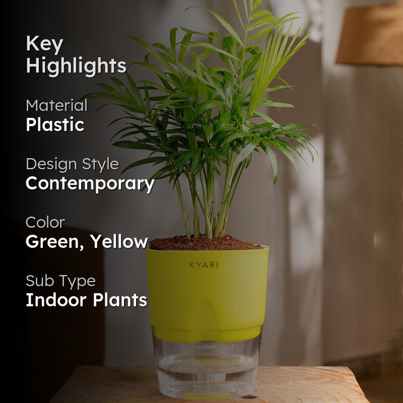 Kyari Chamaedorea elegans With Self Watering Pot - Yellow media 2