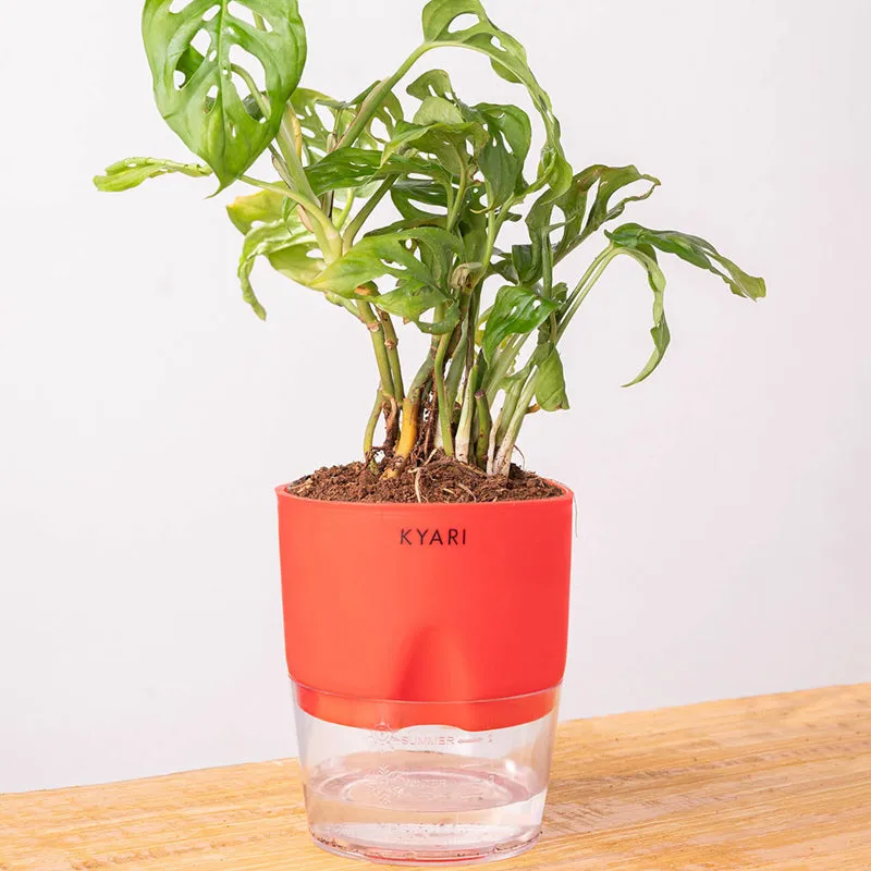 Kyari Philodendron/Broken Heart Plant With Self Watering Pot (Red) - 18 cm media 6