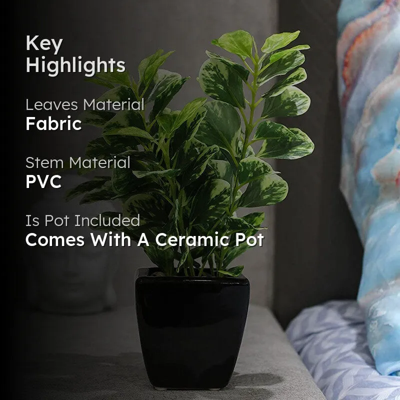Artificial Coin Leaf Bonsai Plant With Ceramic Pot - 0.7 Feet media 2