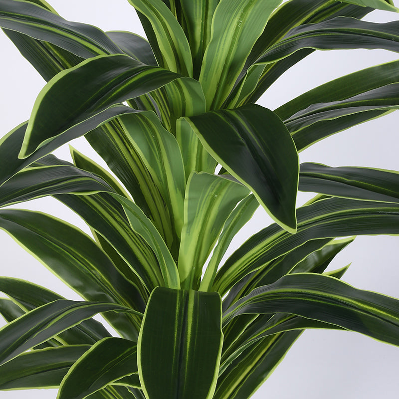 Edena Artificial Dracaena Plant With Black Plastic Pot - 4 Feet media 4