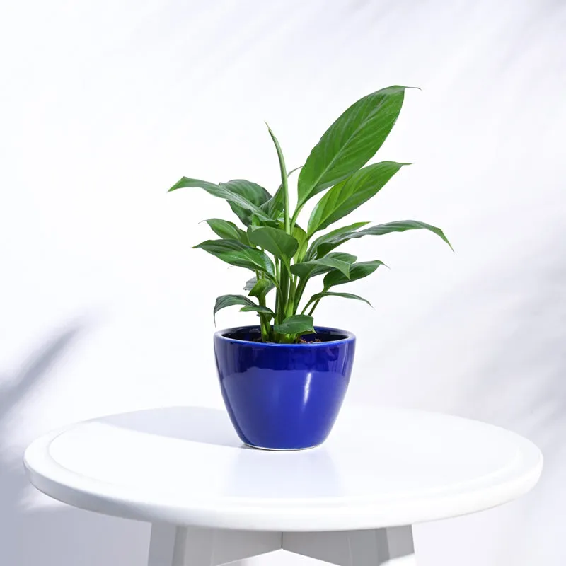 Ugaoo Apple Blue Ceramic Pot media 3