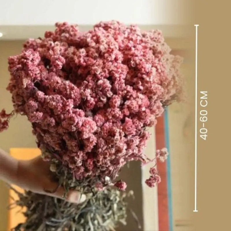 Naturally Dried Daisy Flower Bunch - Set Of Thirty media 5