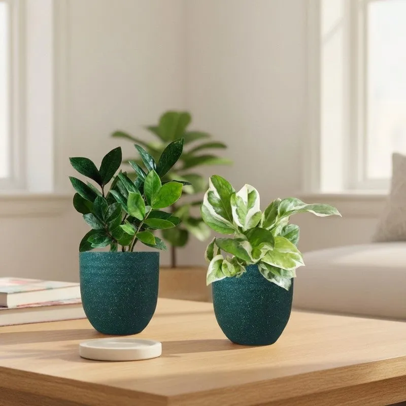 Greenkin ZZ & Njoy Live Plants (Green) - Set Of Two media 1