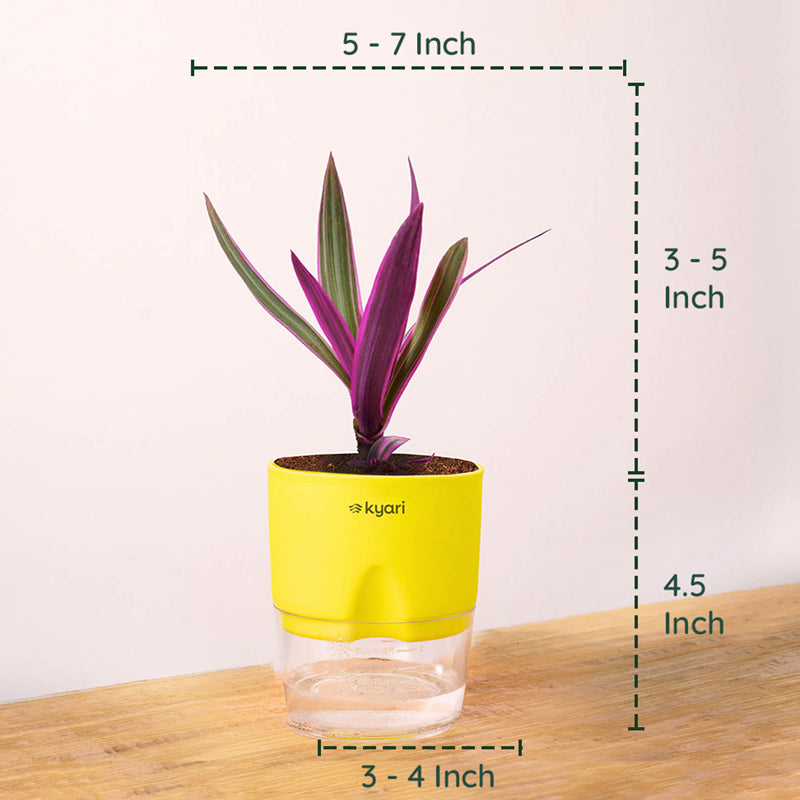 Kyari Rhoeo tricolor With Self Watering Pot - Green media 8