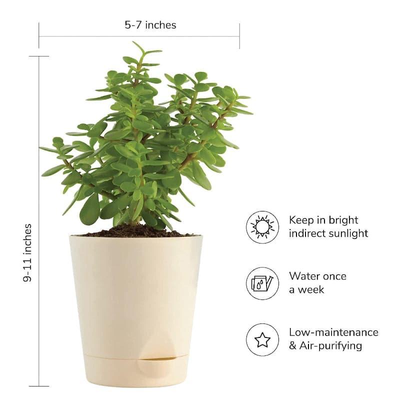 Ugaoo Jade, Spider, Fittonia, Crassula Ovata Indoor Plants With Pot - Set Of Four media 5