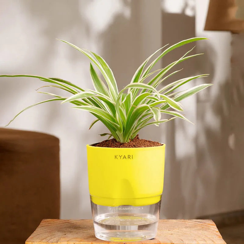 Kyari Spider Plant With Self Watering Pot media 1