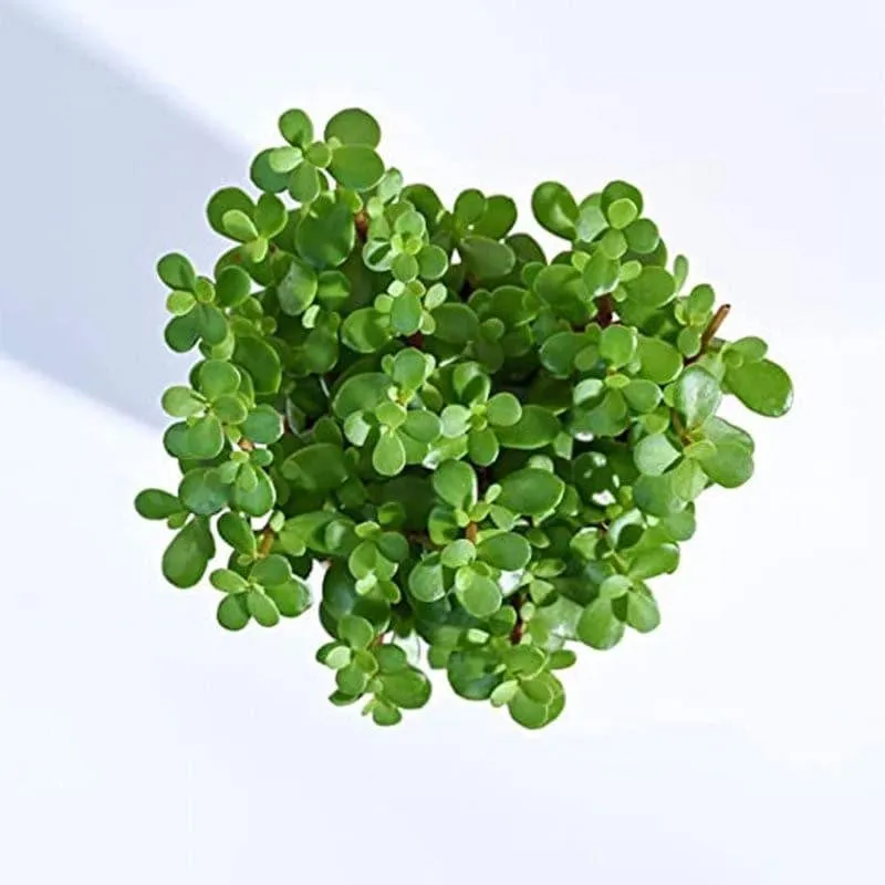 Ugaoo Jade Plant With Self Watering Pot media 3