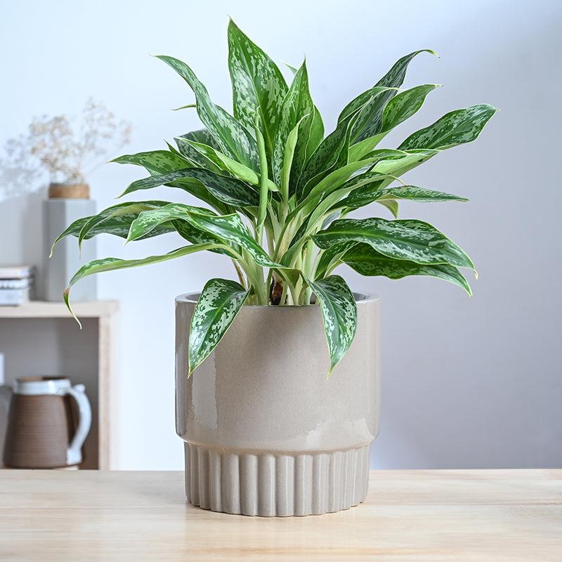 Ugaoo Sleepy Sprout Round Ceramic Planter - Beige media 2