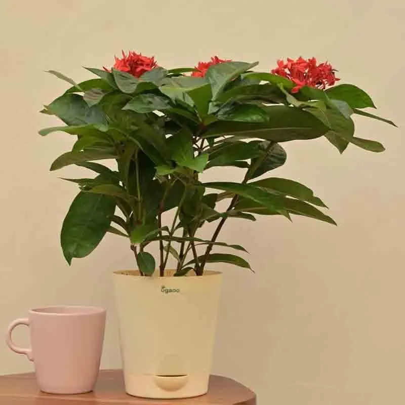 Ugaoo Ixora (Rugmini) Plant - Red media 3
