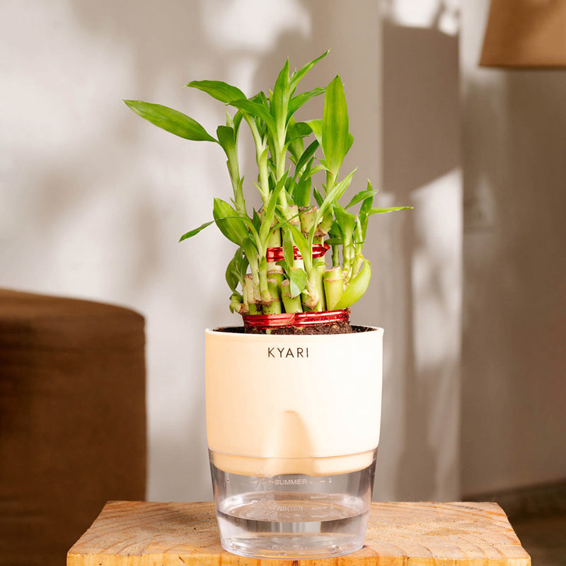 Kyari Bamboo 2 Layer With Self Watering Pot - Ivory
