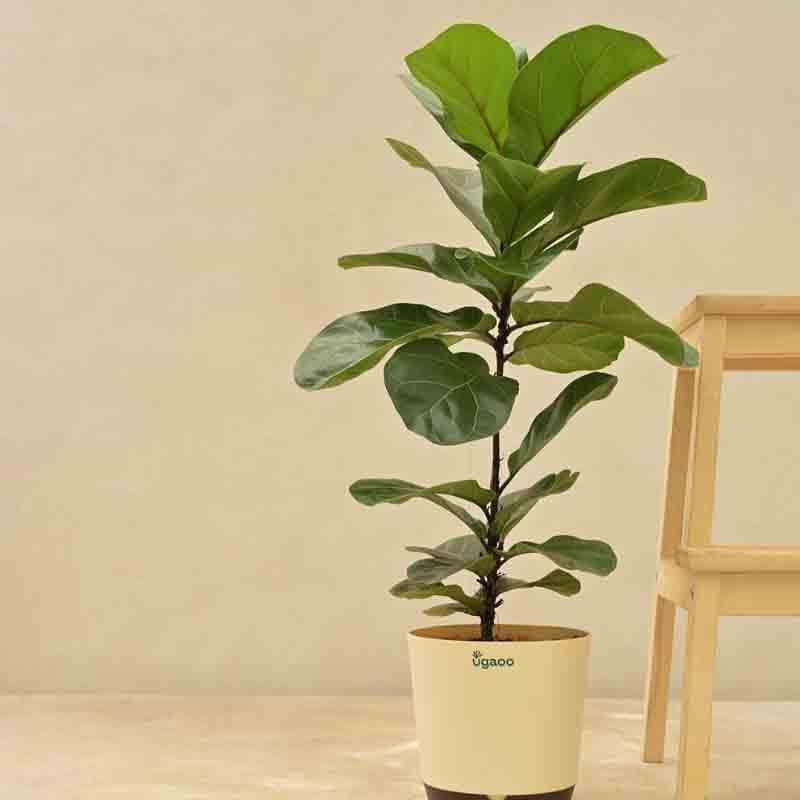 Ugaoo Fiddle Leaf Fig Plant - Bambino (Large) media 6